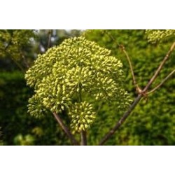 sedano-selvatico-ajwain-apium-graveolens-semi-interi