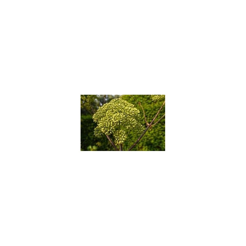 sedano-selvatico-ajwain-apium-graveolens-semi-interi