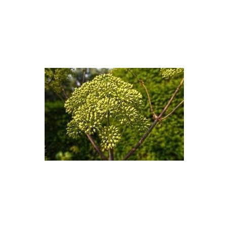 sedano-selvatico-ajwain-apium-graveolens-semi-interi