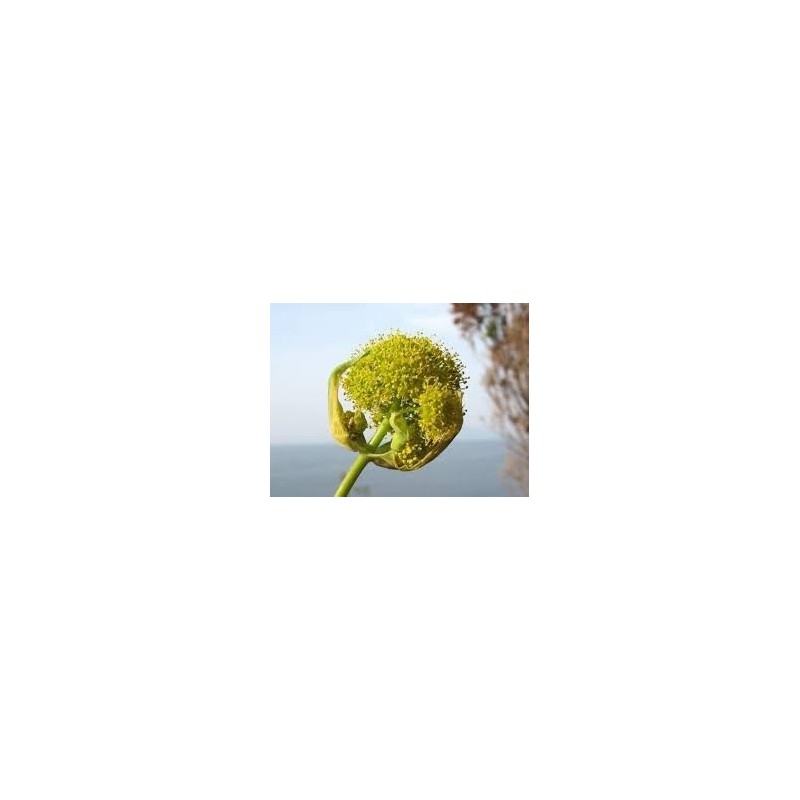 assa-foetida-polvere
