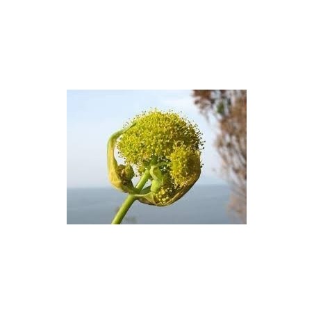 assa-foetida-polvere