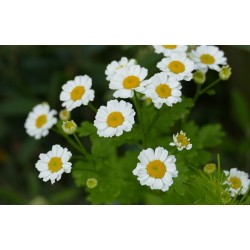 partenio-fiori