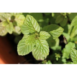 menta-piperita-foglie-tagliate