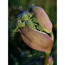 angelica-radice