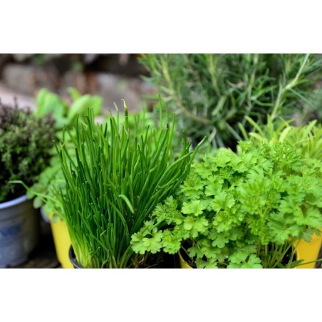 miscela-di-erbe-aromatiche-per-arrosti