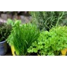 miscela-di-erbe-aromatiche-per-arrosti